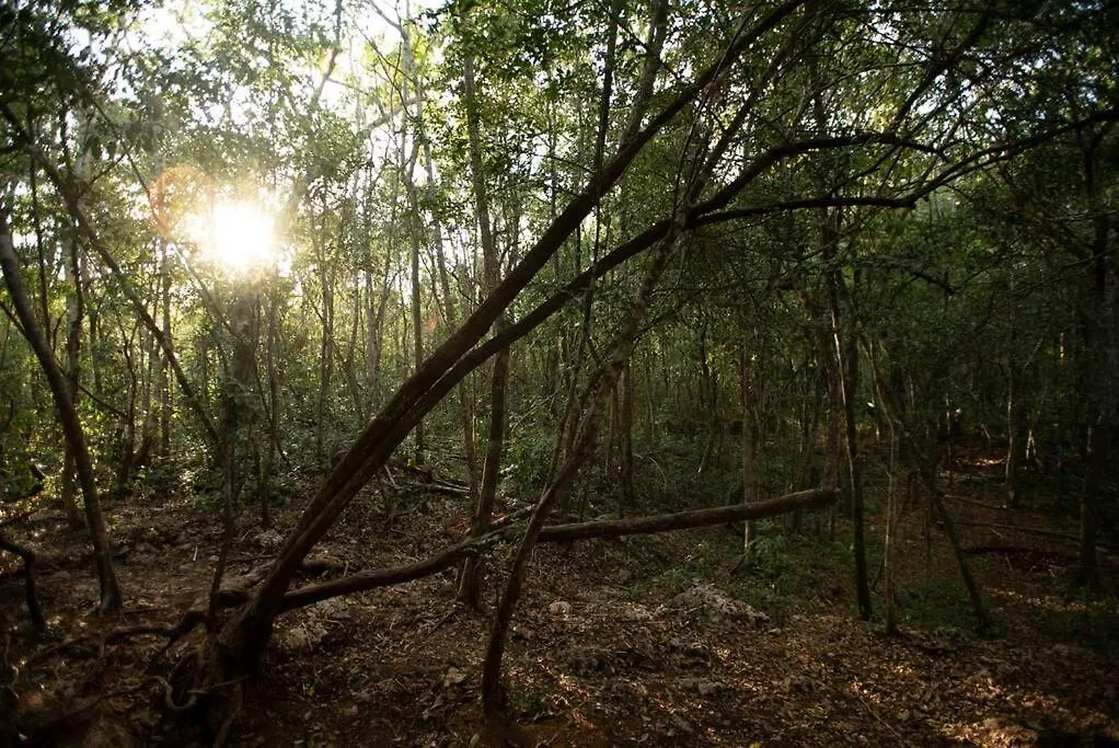 Ojo De Arbol, Boutique Cabin In The Real Jungle تولوم